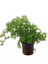 Ceratopteris thalictroides aqu for sale  NORTHAMPTON