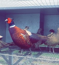 X12 ringneck pheasant for sale  LLANDINAM