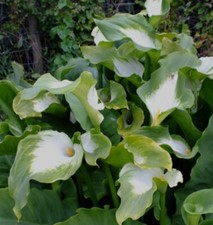 zantedeschia aetiopica green goddees na sprzedaż  PL