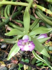 Orchid plants vanilla for sale  USA