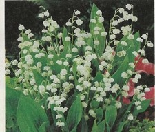 Live live fragrant for sale  Manistique