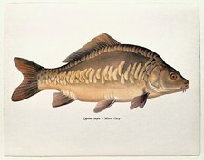 Mirror carp vintage for sale  NORWICH