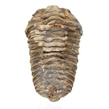 Trilobite fossile maroc d'occasion Trilobite fossile maroc d'occasion  France