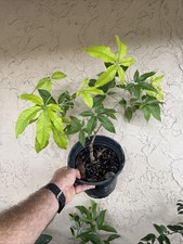 Mary white sapote for sale  Boynton Beach