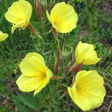 Evening primrose plants for sale Evening primrose plants for sale  HELSTON