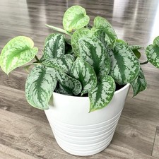 Silver pothos exotica for sale  Matthews