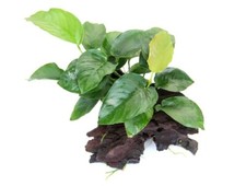 Anubias barteri wurzel gebraucht kaufen  Püttlingen