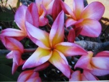 Rare liana rooted for sale  Honolulu