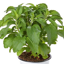 Stevia sweety plant. for sale  LLANDYSUL