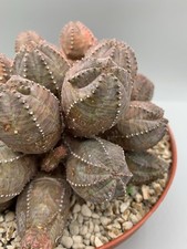 Euphorbia pseudoglobosa vaso usato  Monterosso Almo