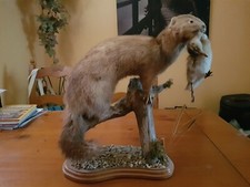 taxidermy birds of prey for sale taxidermy birds of prey for sale LINCOLN