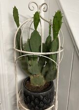 Rare cactus plant for sale  BOSTON