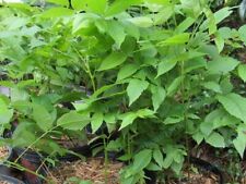 Three black walnut for sale  Monroe