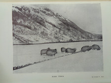 1911 dalesman rumney for sale  NORTHWICH