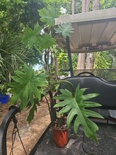 Mature philodendron radiatum d'occasion  Expédié en Belgium