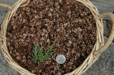 150 tiny cedar for sale  Ely