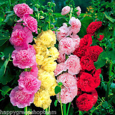 Hollyhock chaters double for sale  DONCASTER