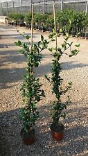 N.4 piante rincospermum usato  Altamura
