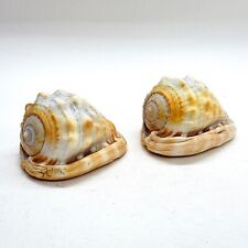Pair vintage natural for sale  STREET