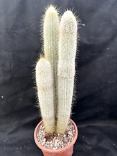 Espostoa melanostele giardino usato  Massafra