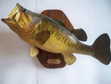 sawfish taxidermy for sale  Mount Vernon