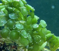 Macroalga caulerpa peltata usato  Bologna
