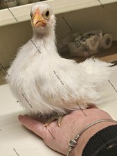 Serama silkie eggs for sale  UK