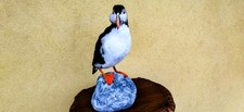 Artic taxidermy tassidermia usato  Orsago