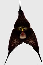 Dracula species black gebraucht kaufen  Augsburg