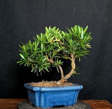 Bonsai steineibe podocarpus gebraucht kaufen  Bielefeld