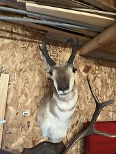 Pronhorn antelope taxidermy for sale  South Fork