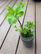 guelder rose for sale  LONDON
