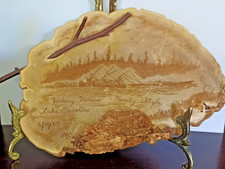 Shelf mushroom fungus for sale  Leesburg