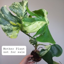 Large form variegated for sale Large form variegated for sale  GLASGOW