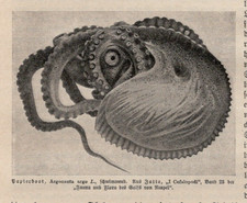 Argonaut octopus argonauta for sale  Brooklyn