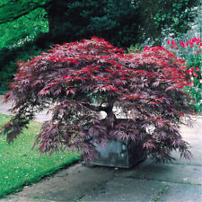 Acer palmatum garnet for sale  HORSHAM