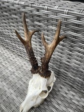 Rehbock rehgeweih 471g gebraucht kaufen  Coesfeld