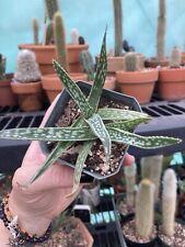 Aloe trichosantha pot for sale  Houston