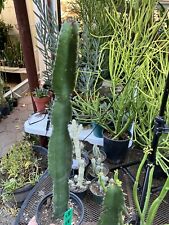 Euphorbia ingens candelabra for sale  Temecula