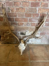 Taxidermy sized deer for sale  BEDFORD