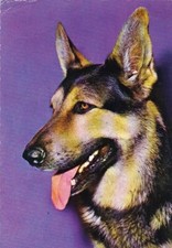 German  Shepherd  *   Deutsche Schäferhund  Postkarte  *   Postcard  # 278 comprar usado  Enviando para Brazil