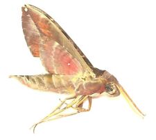 Lepidoptera sphingidae daphnis for sale  Shipping to United Kingdom