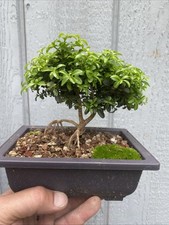 japanese boxwood bonsai tree for sale japanese boxwood bonsai tree for sale York Haven