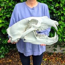 Polar bear skull for sale  BLACKPOOL