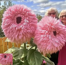 20x rosa riesen gebraucht kaufen  Deutschland
