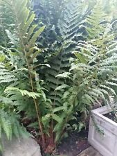 Large polypodiaceae common for sale  MAIDSTONE