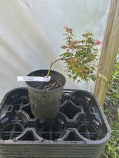 Acer palmatum otaha for sale  Hendersonville