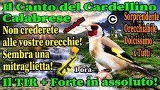 Canto del cardellino usato  Mola di Bari