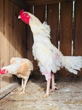 Asil aseel hatching for sale  Danville