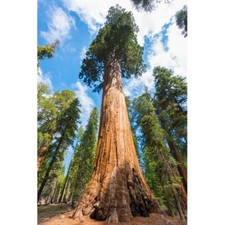 Bergmammutbaum samen sequoiade gebraucht kaufen Bergmammutbaum samen sequoiade gebraucht kaufen  Buch